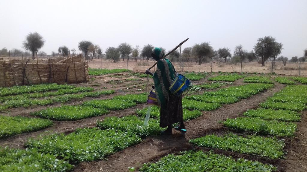Mujeres Huertas CHAD (37)