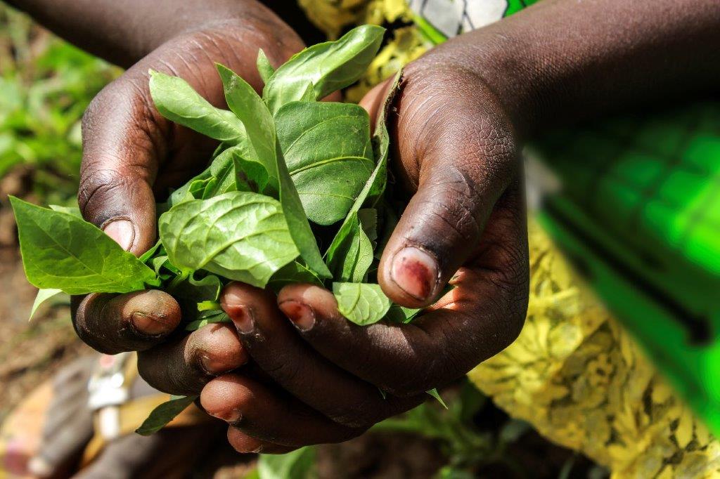 Mujeres Huertas CHAD (99)